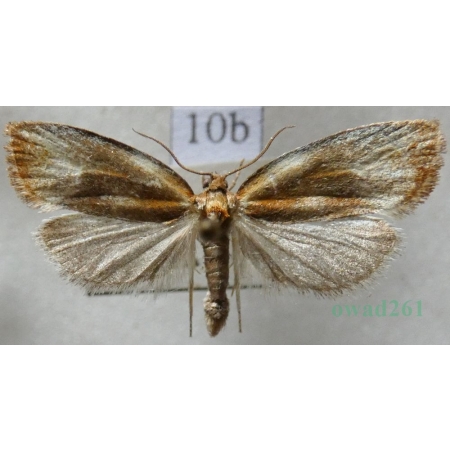 Eulia ministrana (Linnaeus, 1758) Czech10b